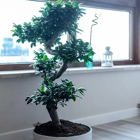 Apartment Dream&travel *